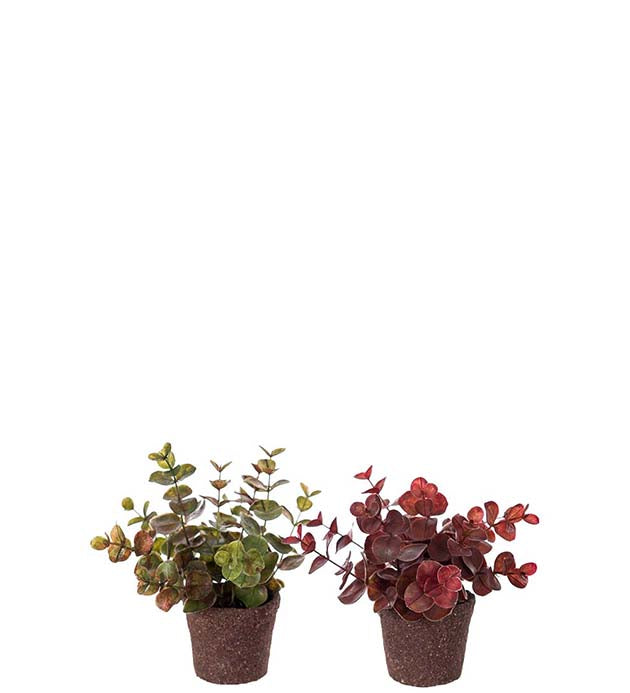 Eucalyptus miniplante