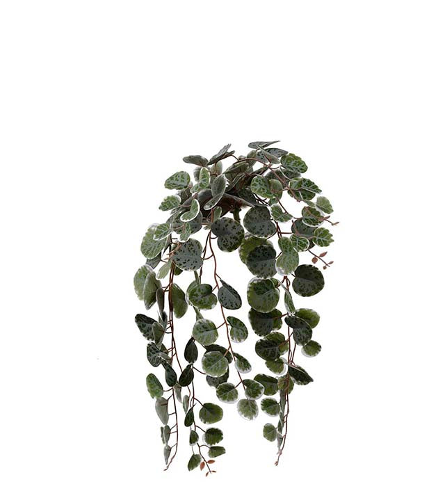 Peperomia hengeplante