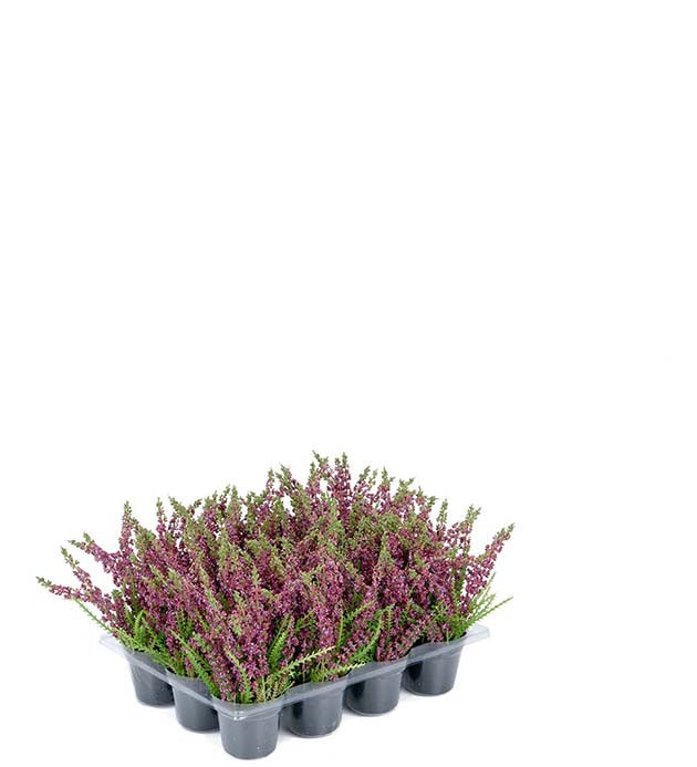 Lyng miniplante