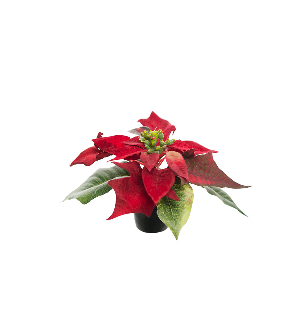 Rød julestjerne mini, 10cm