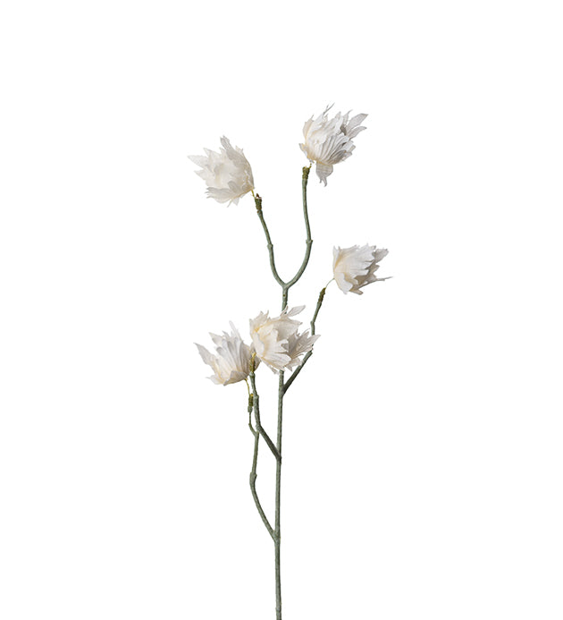 Eternell protea hvit