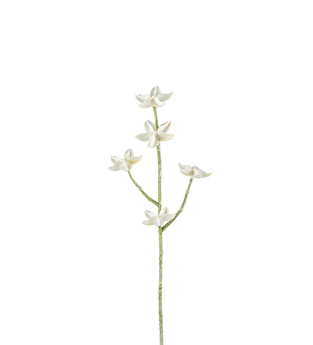 Eternell hvite blomster