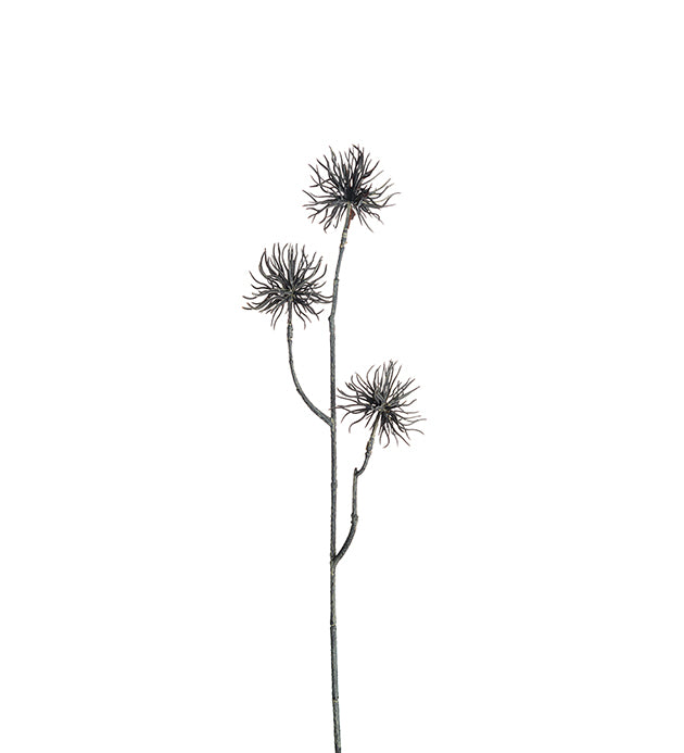 Eternell brun, 55cm