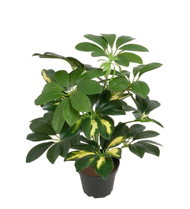 Schefflera/Paraplyplante