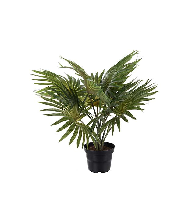 Palme