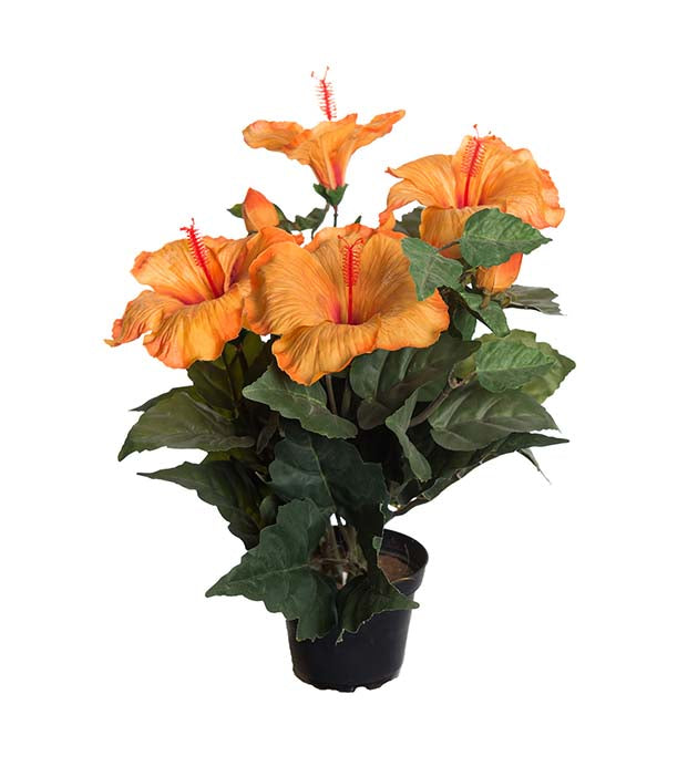 Hibiscus/Hawaiirose