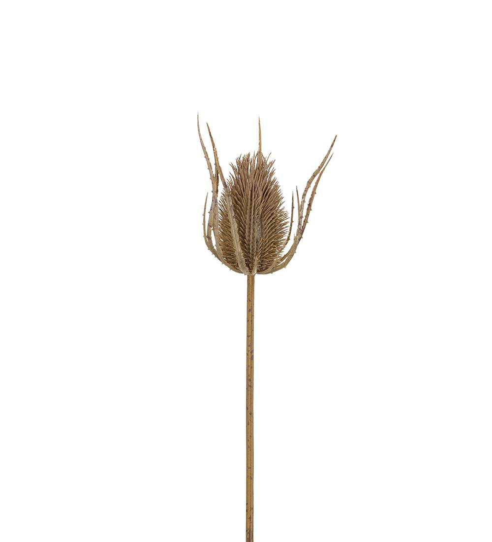 Tistel 75cm