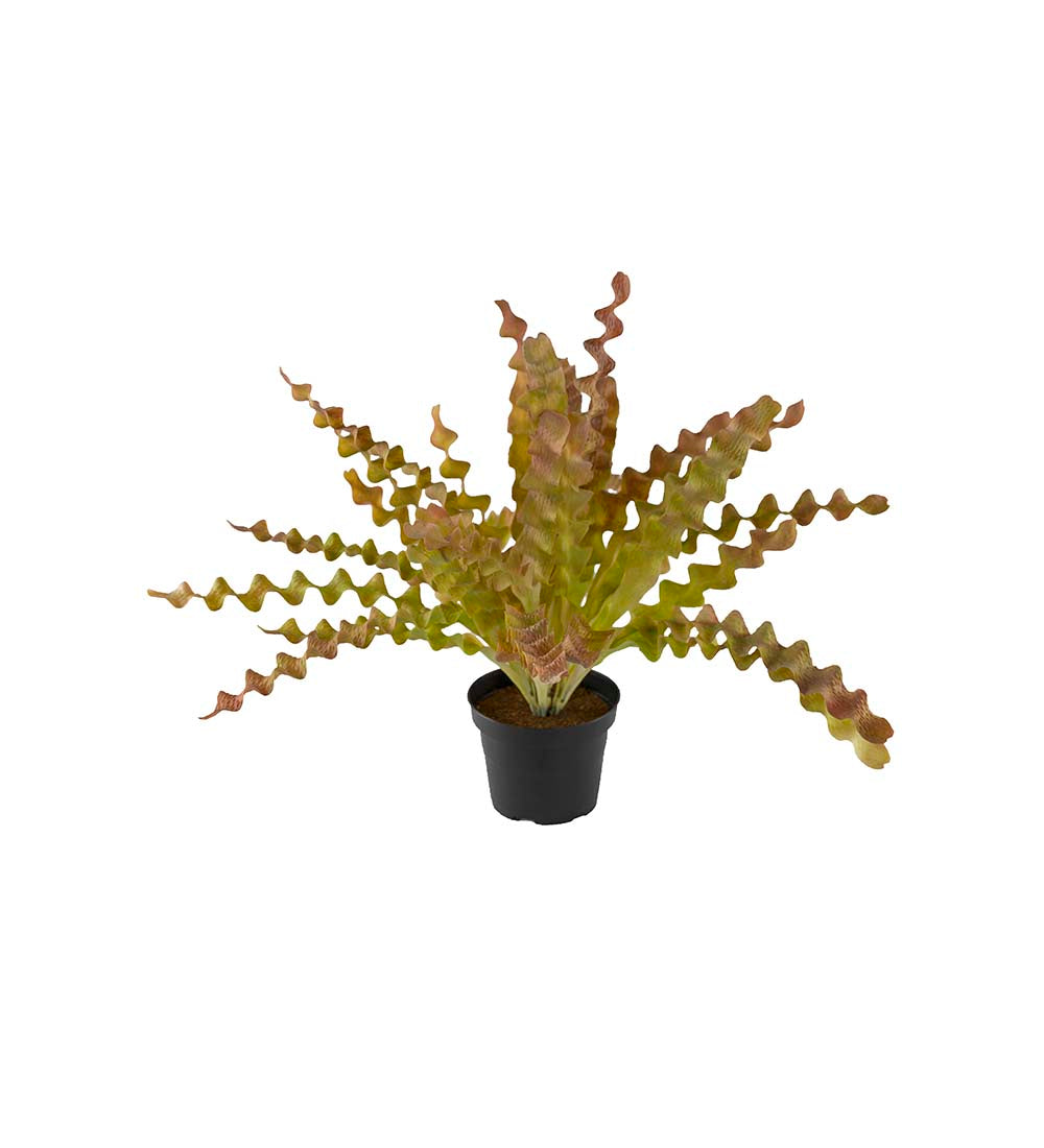 Asplenium multifarget