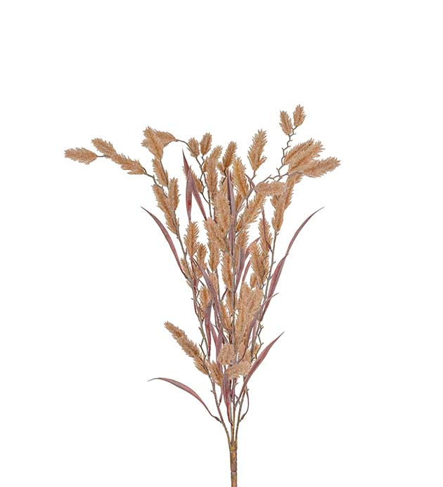 Gress med brune blomster