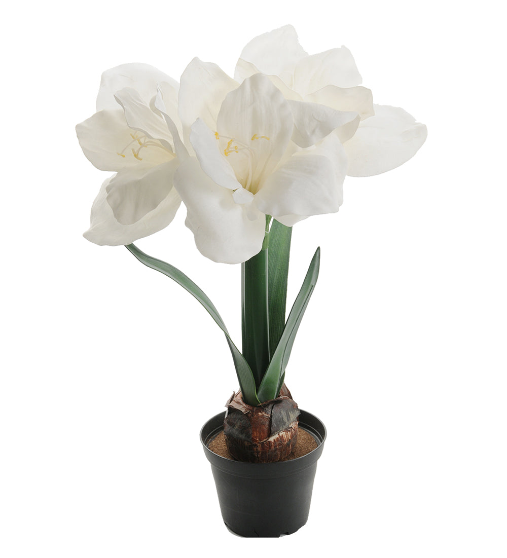 Amaryllis hvit