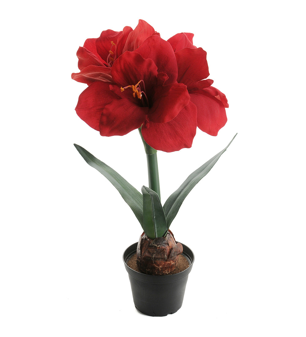 Amaryllis rød