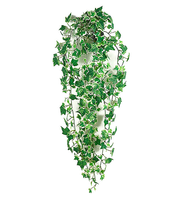 Eføy hengeplante