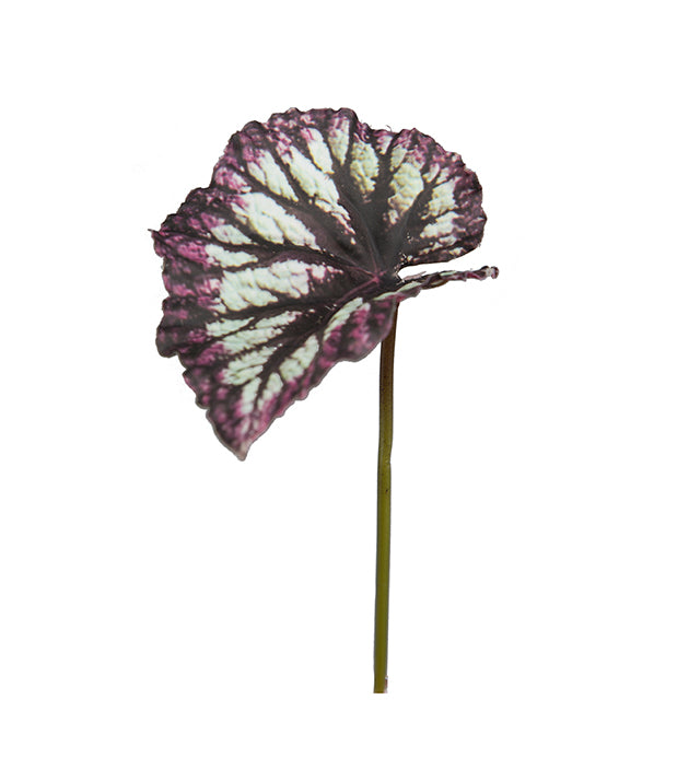 Rexbegonia blad
