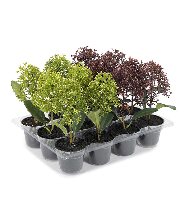 Skimmia miniplante