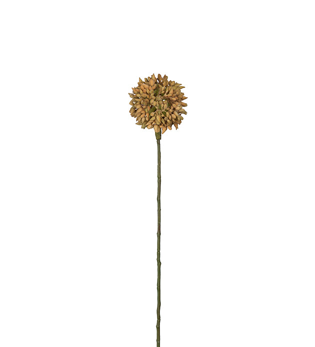 Allium 45cm