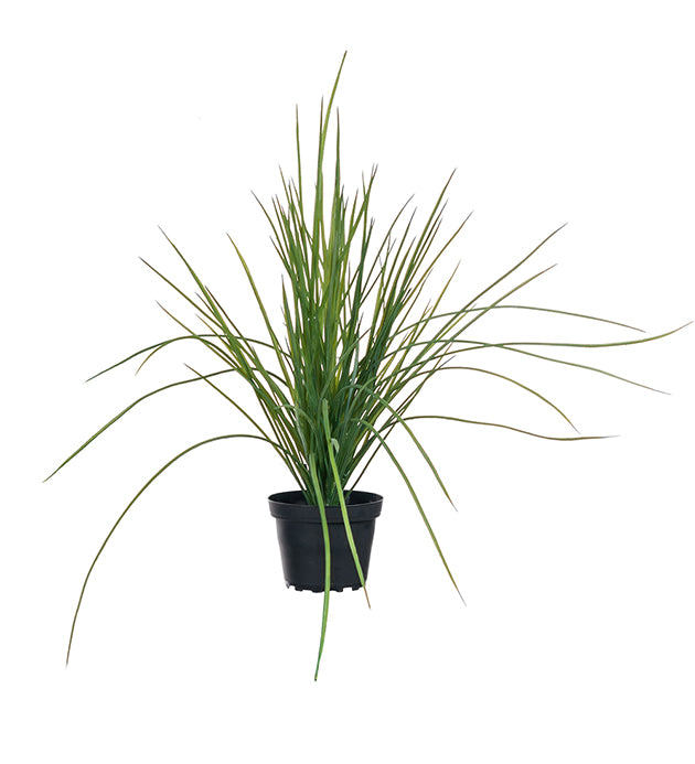 Gress i potte 40cm