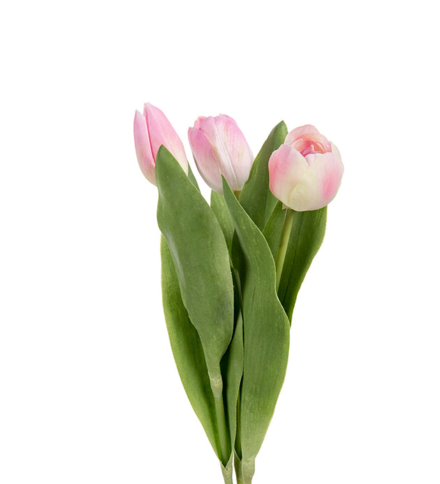 Tulipan, rosa