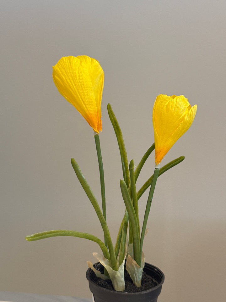 Kunstig plante, Crocuss
