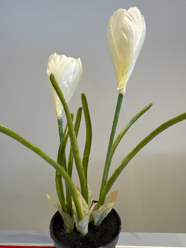 Kunstig plante, Crocuss