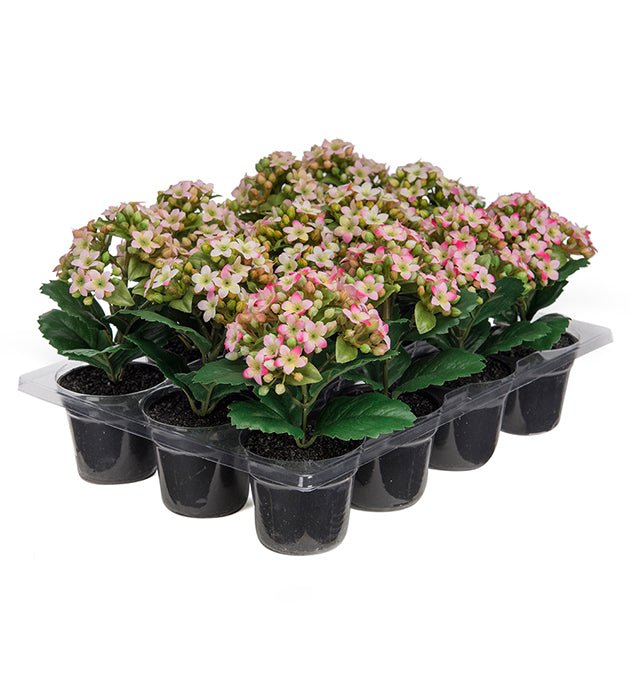 Ildtopp (Kalanchoe) miniplante