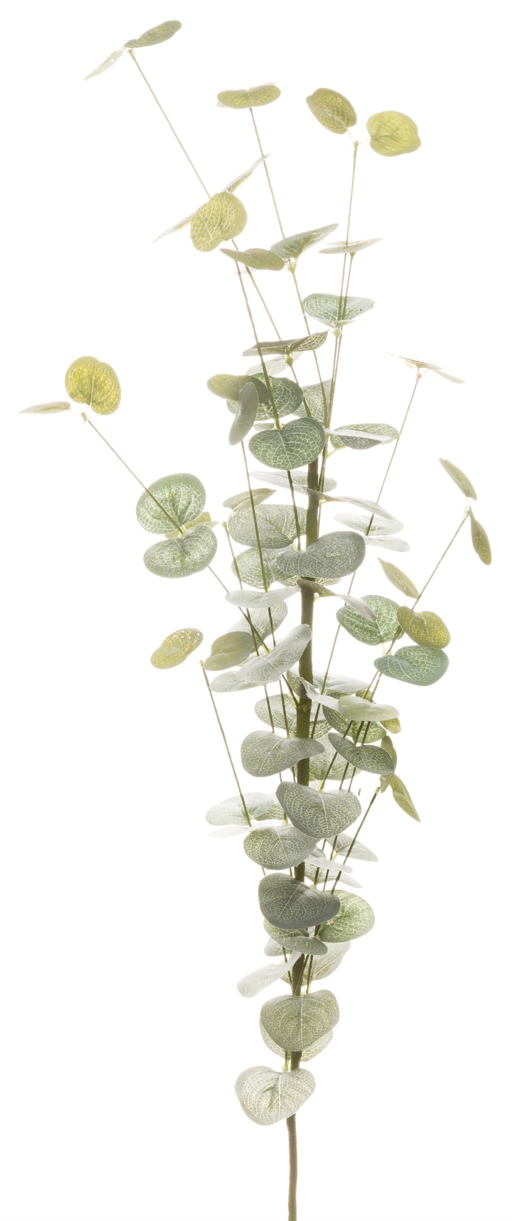 Eucalyptus kvist, 75cm